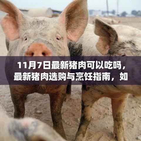 11月7日最新猪肉选购与烹饪指南，安全享用新鲜猪肉的方法