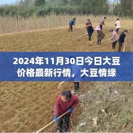 大豆情缘,价格动态与友情的温馨日常(2024年11月30日最新行情)