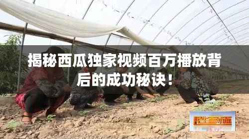 揭秘西瓜独家视频百万播放背后的成功秘诀！