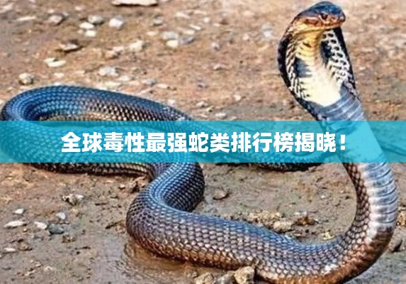 飞蝗芜湖